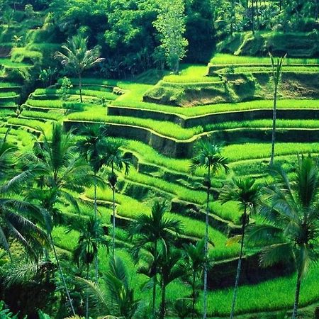 White Creative Villa Campuhan Ubud Exteriör bild